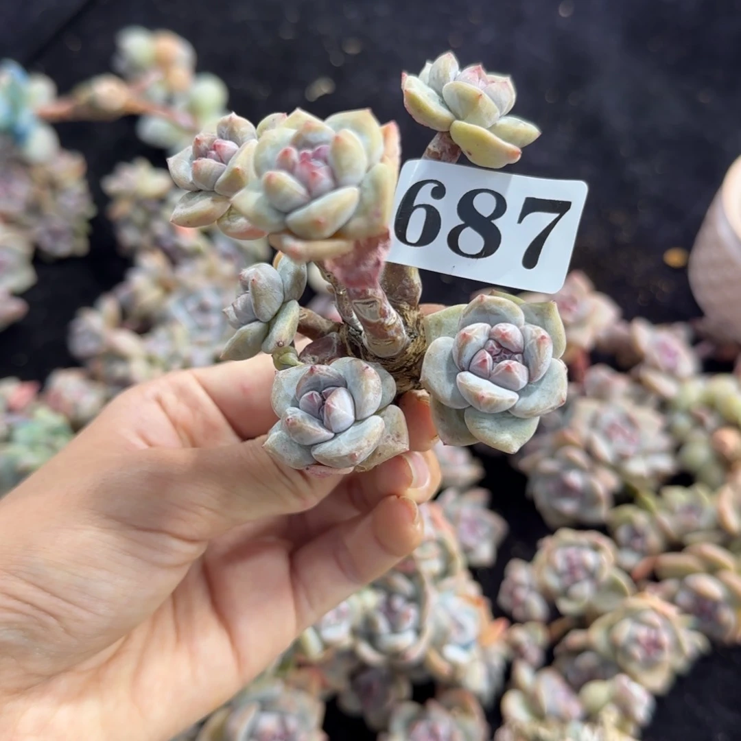 小***柑星影6头无根一物一拍687