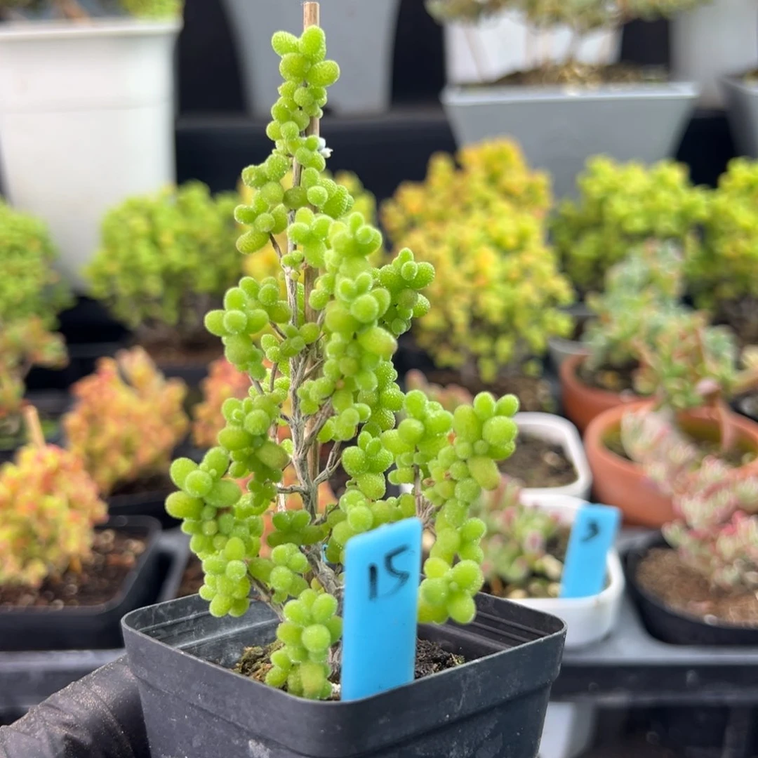 金桔糖球小树15号