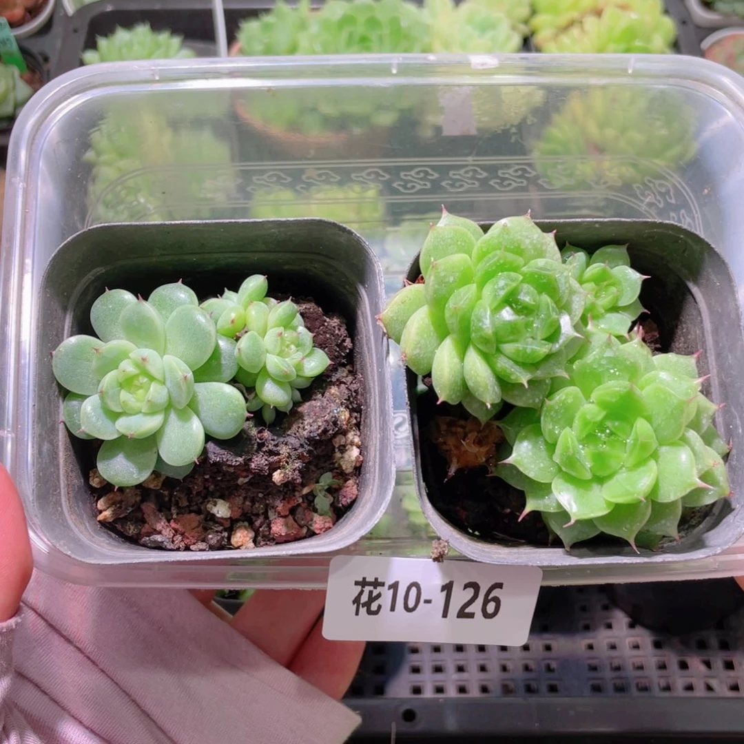 花利美10-126麦秆优选2颗