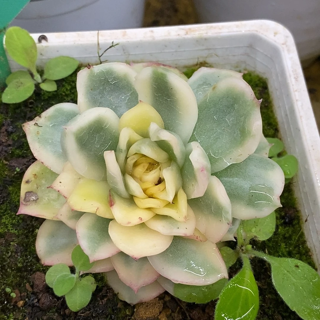 057哈哈哈哈哈哈哈哈哈