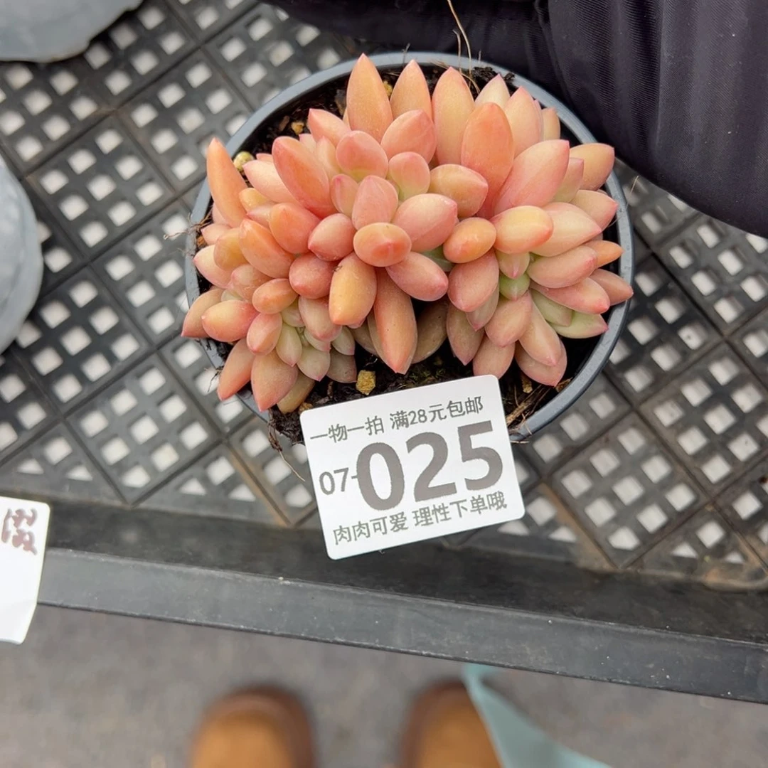 桃花源缀多肉多肉多肉多肉