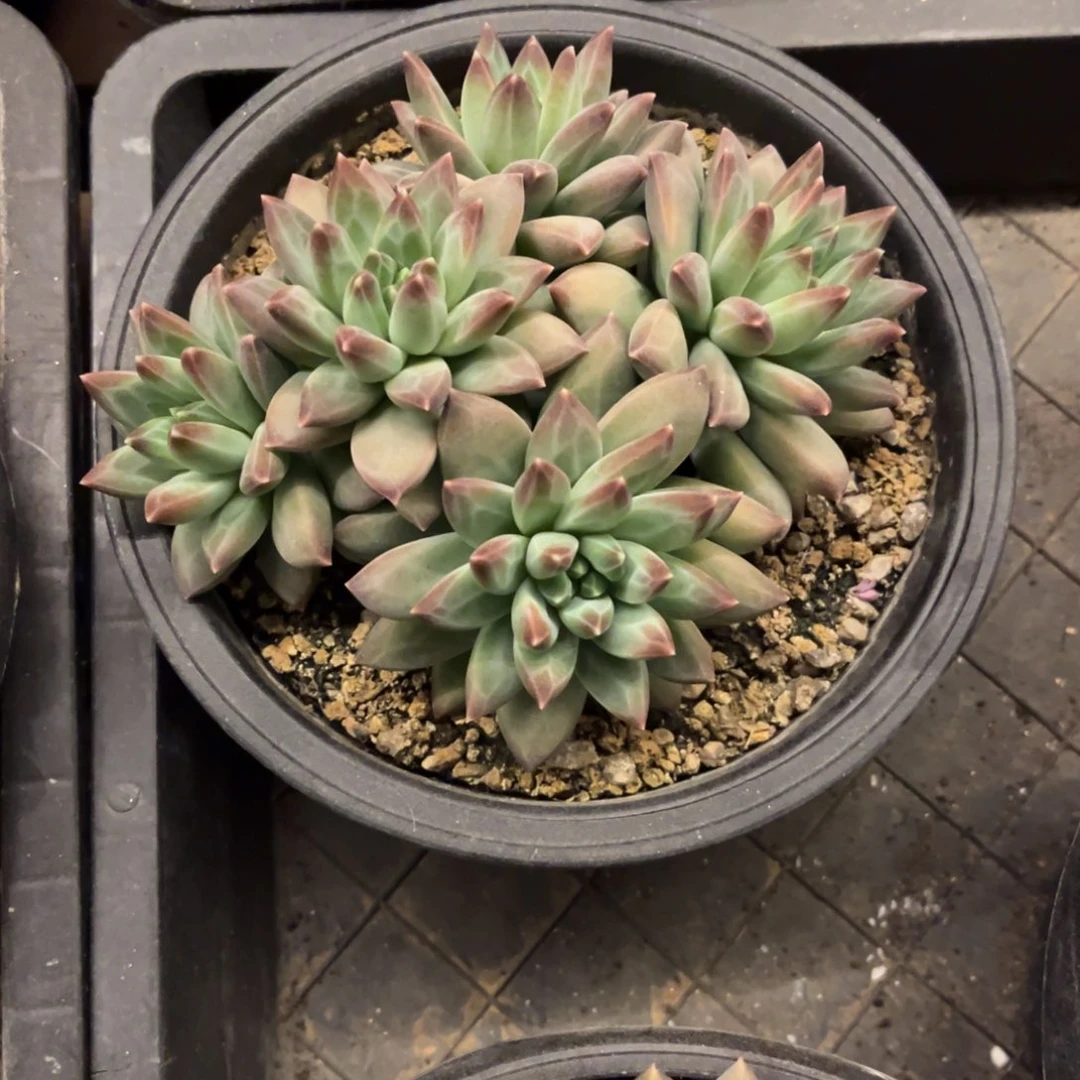 美人杂交脱土发货