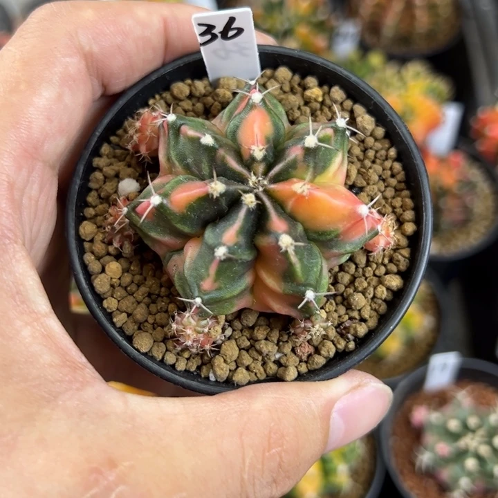 名品侧芽自根脱土发货