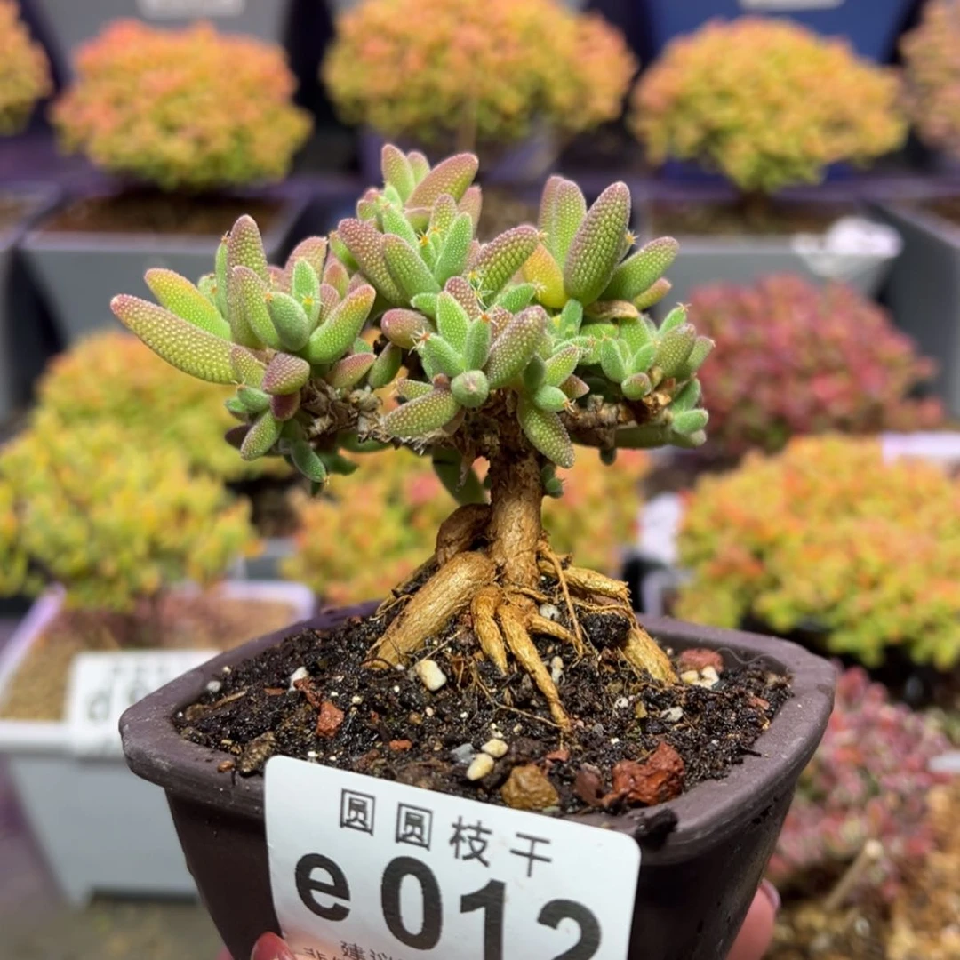 【闪购商品】潇*乐e012实生提根小玉米