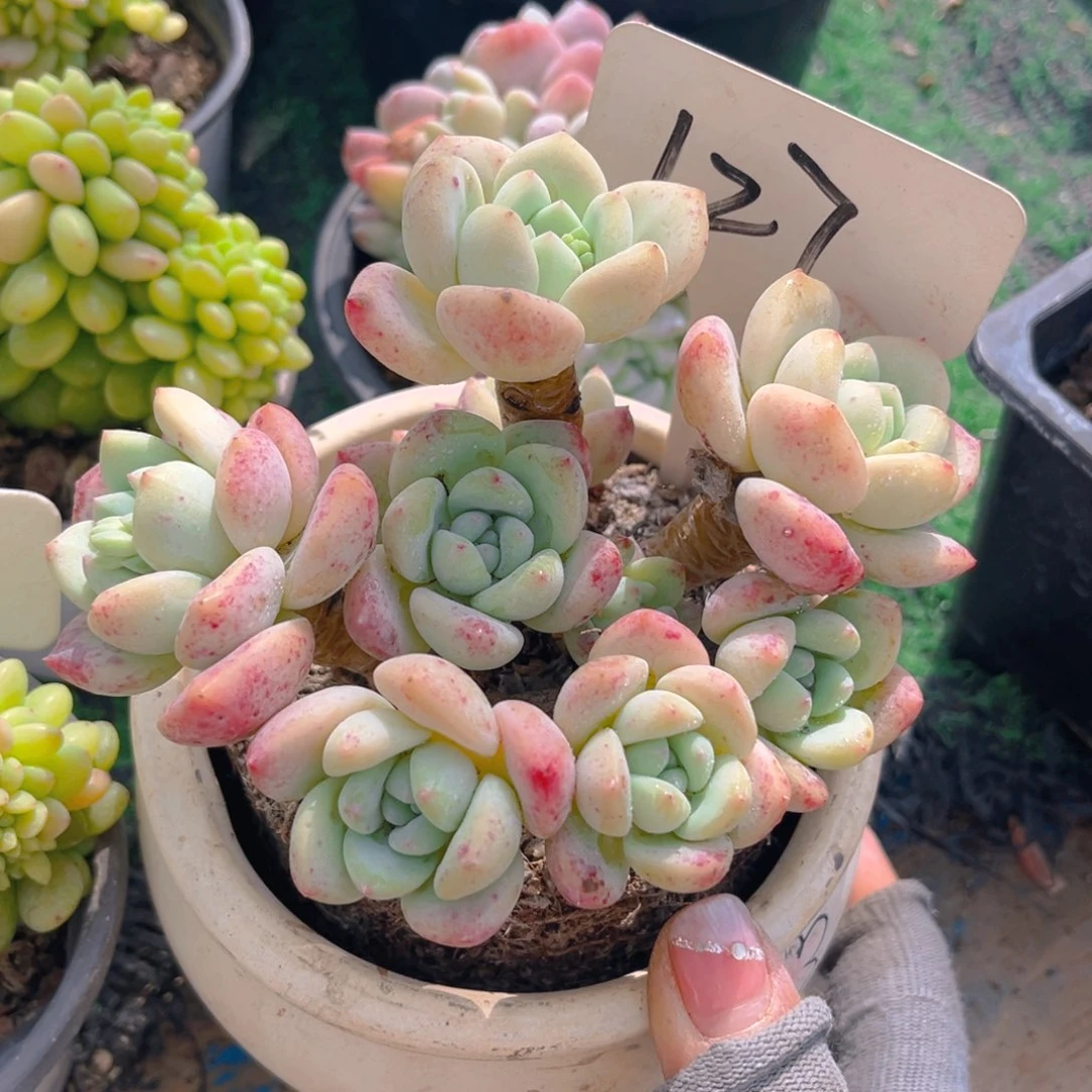 喵*人127fghhjjjjjbbj