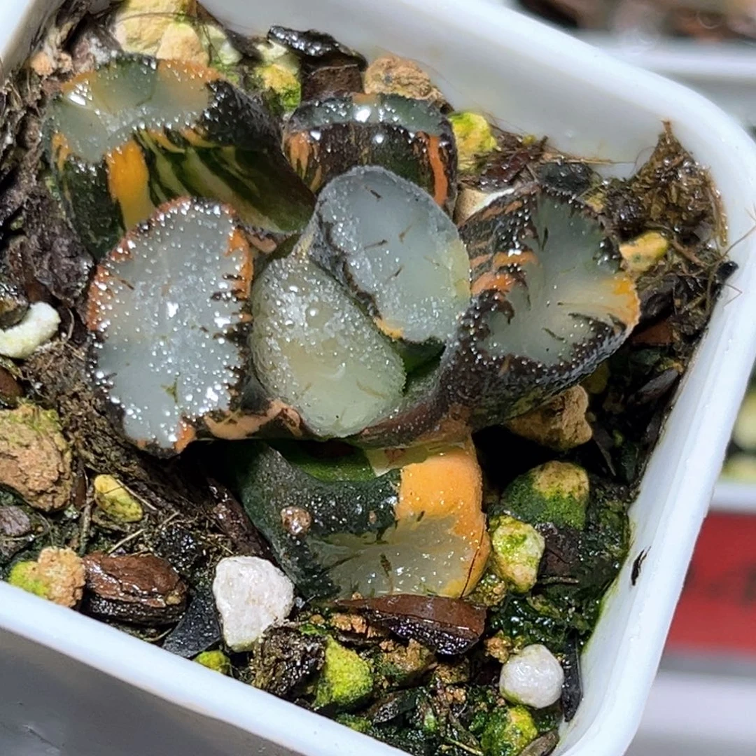 恭喜发财大吉大利4473