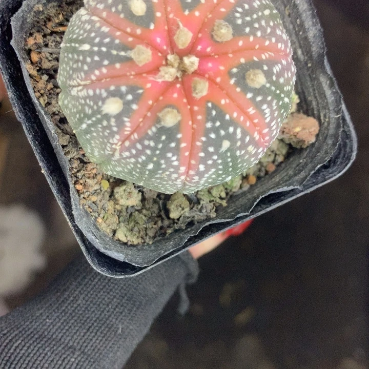 一物一拍球  （满9.99包邮不满9.99发空盆）