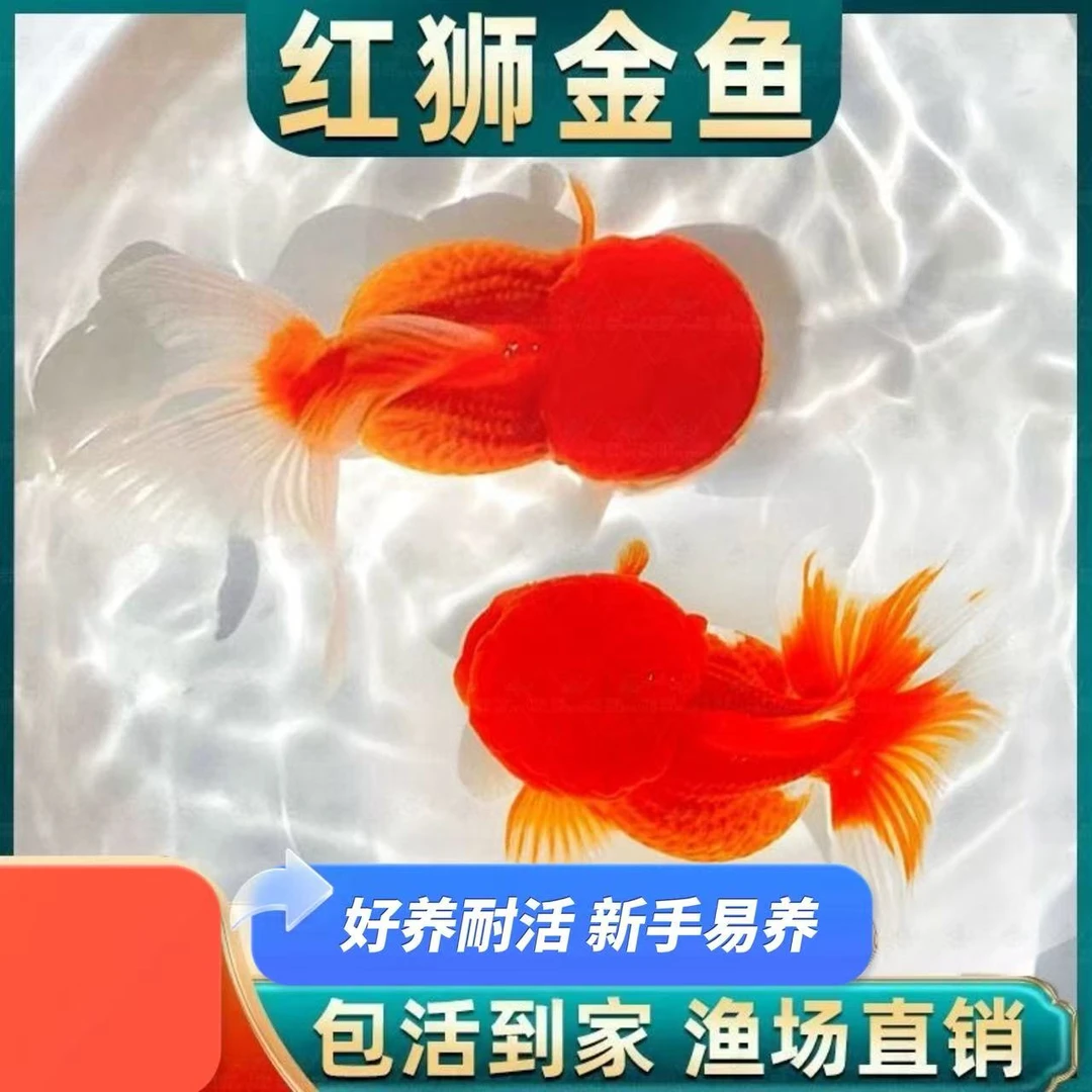 【4-6cm红头红狮】冷淡水金鱼新手好养耐活招财狮子鱼活体四季可养