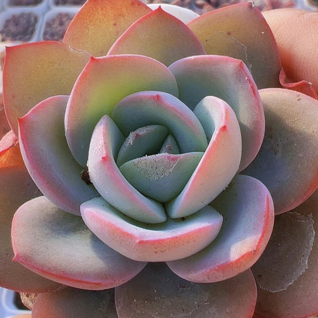 布鲁兰19包邮多肉植物