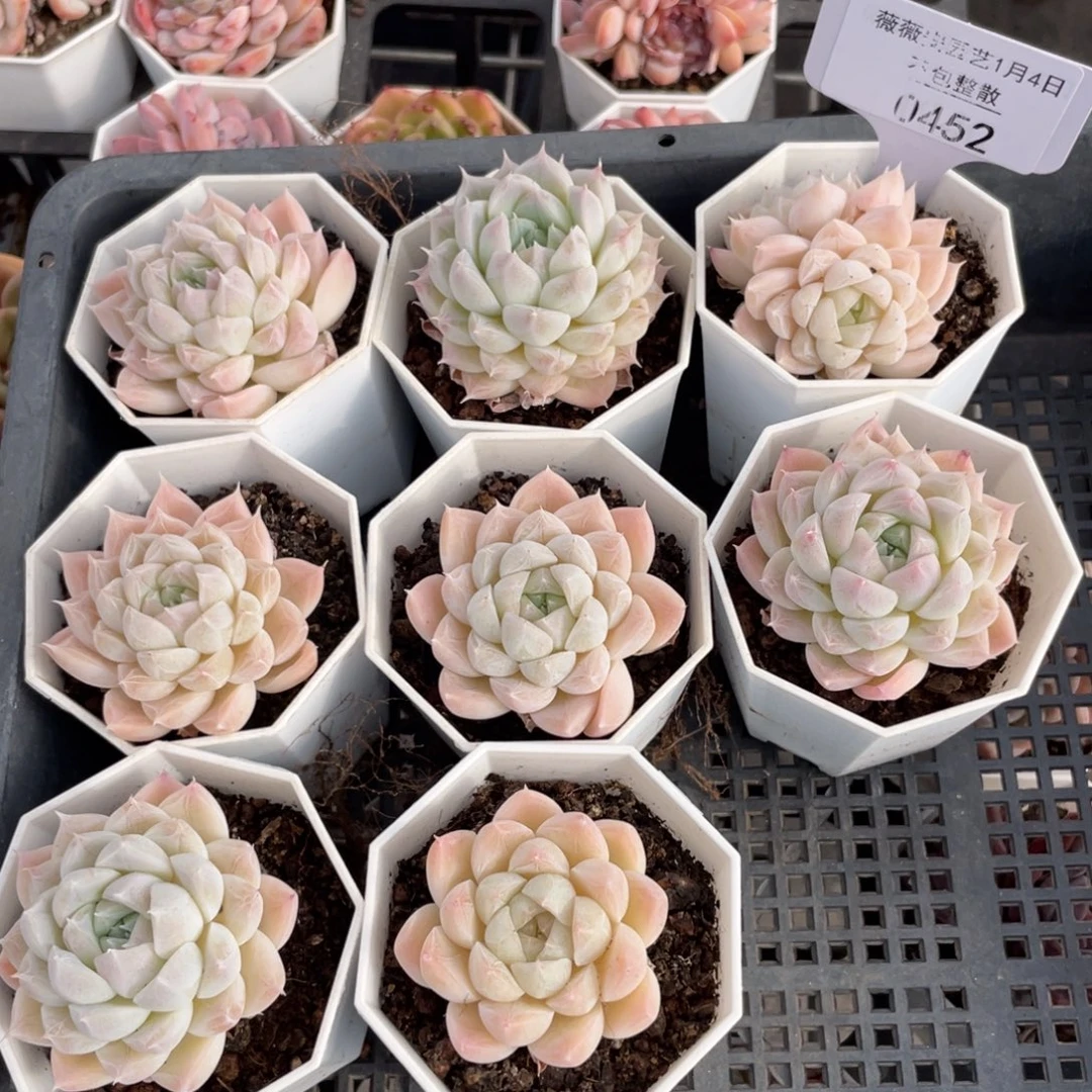 不包整散 盆子不售后0452