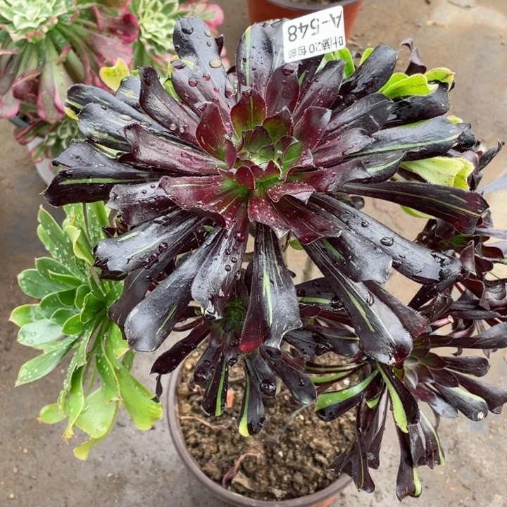 548墨拉丝多肉1234457f