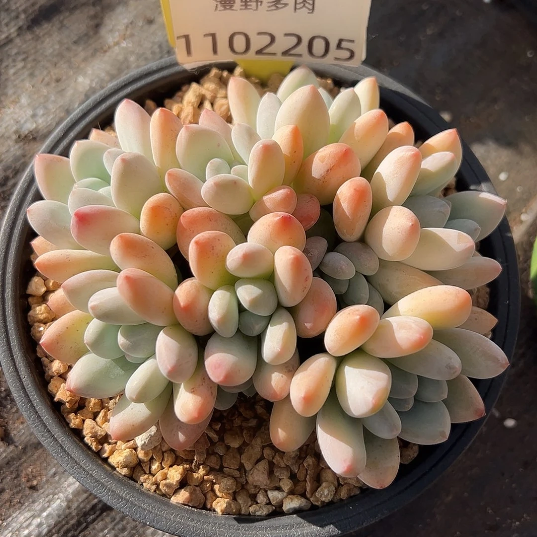 1102205 香所美人群生无砍