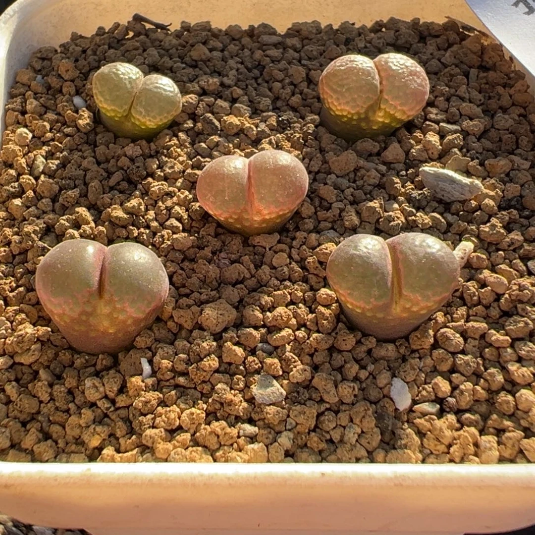 23-142量拍1804.5风铃一颗
