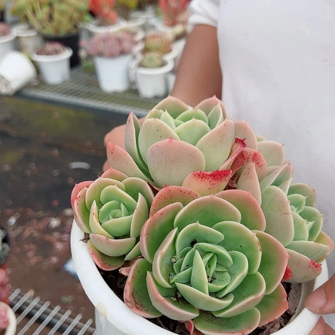 星娜塔整桩整群老桩无砍五头起发