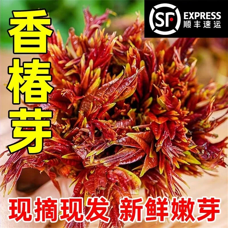 【京东冷链】农家妈妈现摘现发1斤新鲜野生香椿芽头茬芽鲜嫩可食用