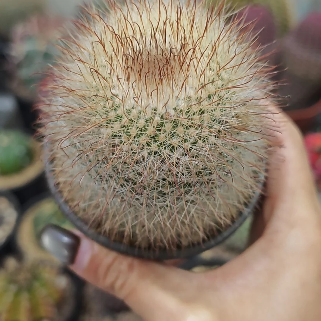 福利实生根绯秀玉仙人球