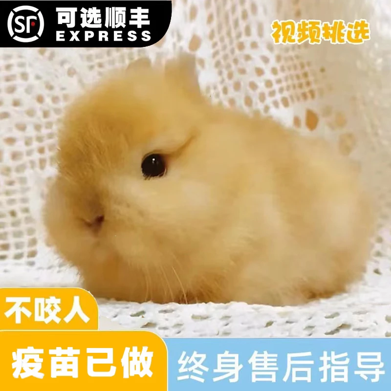 宠物兔子垂耳兔活物迷你侏儒小型长不大茶杯兔儿童宠物宠物兔活体