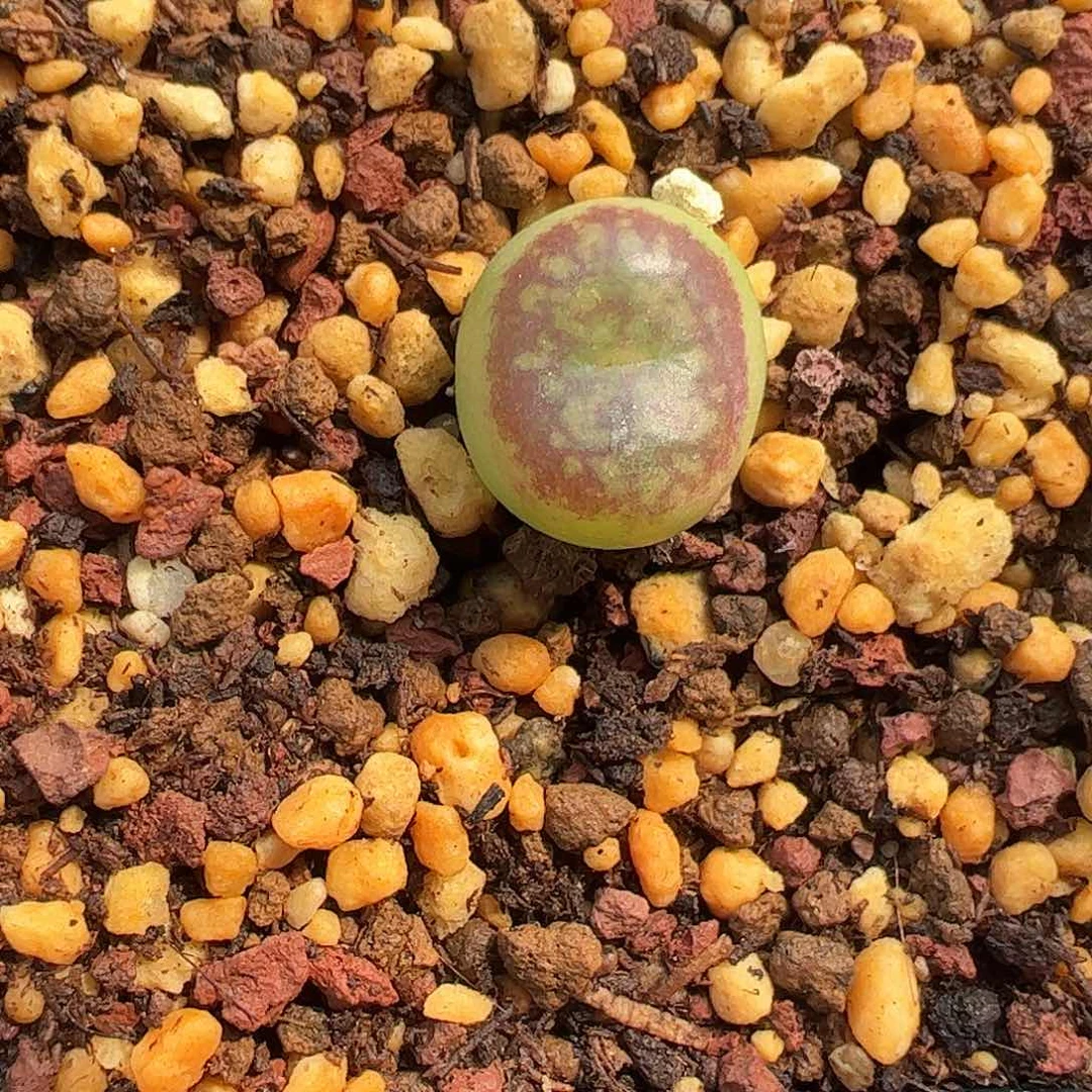 0000851 一物一拍脱土发