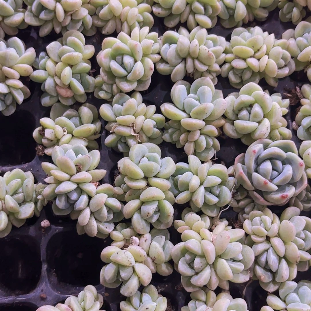 精品小穴苗冰玉多肉植物