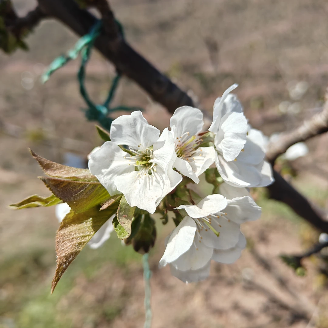 正宗汉源车厘子大樱桃树苗杜绝苹果苗1单2棵室内外都可种植
