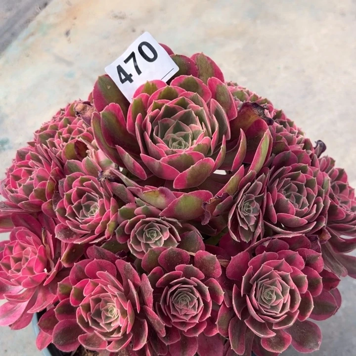 470妖月25厘米嫩庄