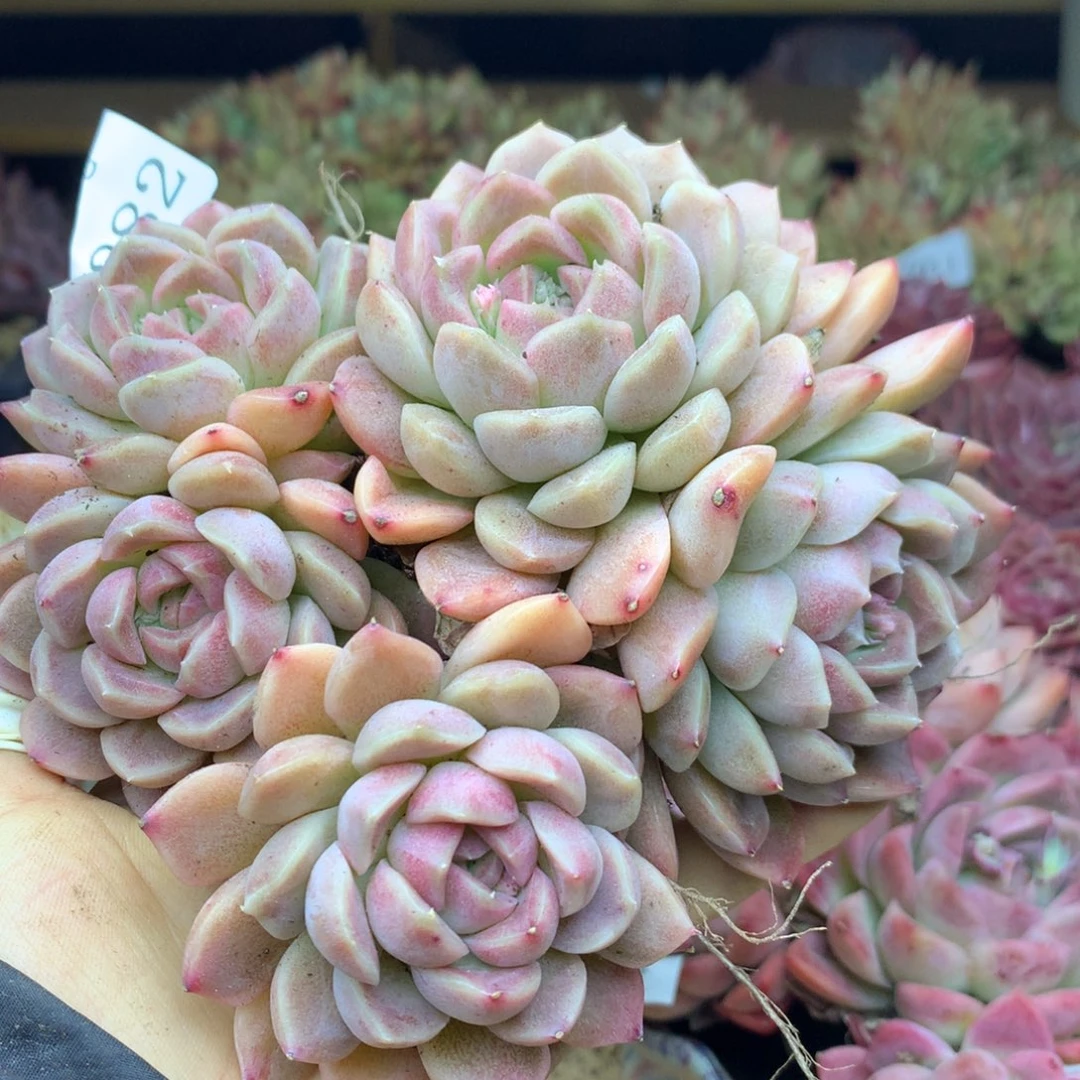 7282杂交新品基地13厘米