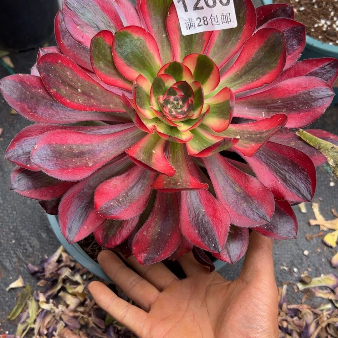 困**.多肉植物1266