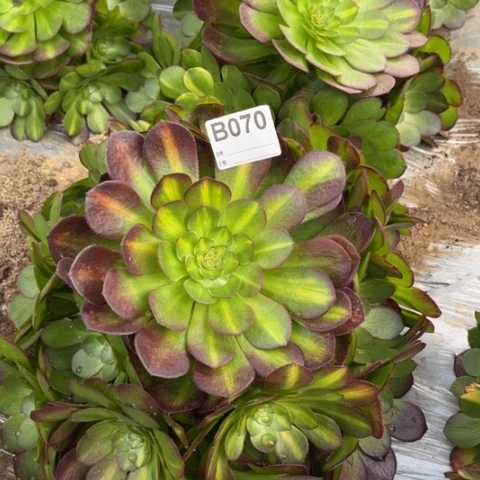 多肉植物倾城中斑