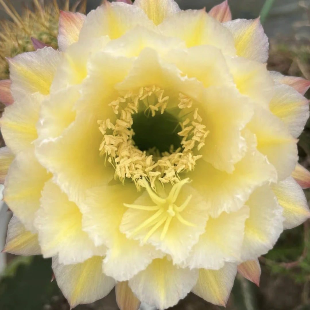 毛花柱 米兰春天 新品 侧芽多肉植物室内阳台防辐射花卉盆栽绿植