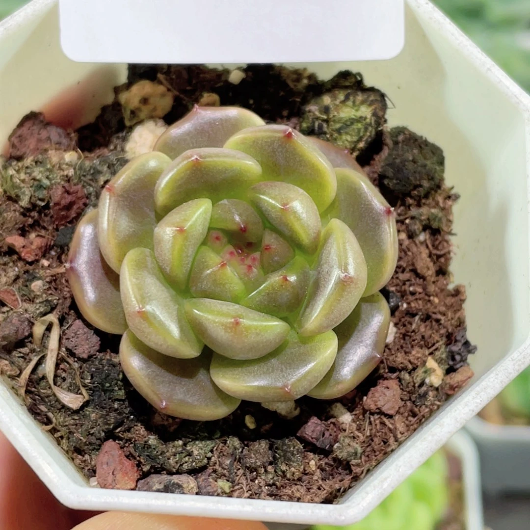 12号糖心冰心珍妮