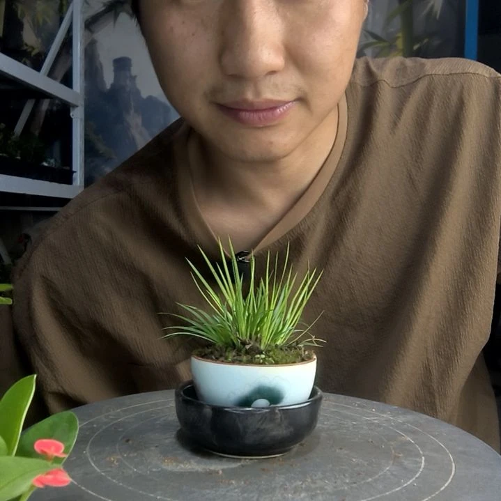用****0中青园艺一物一拍82