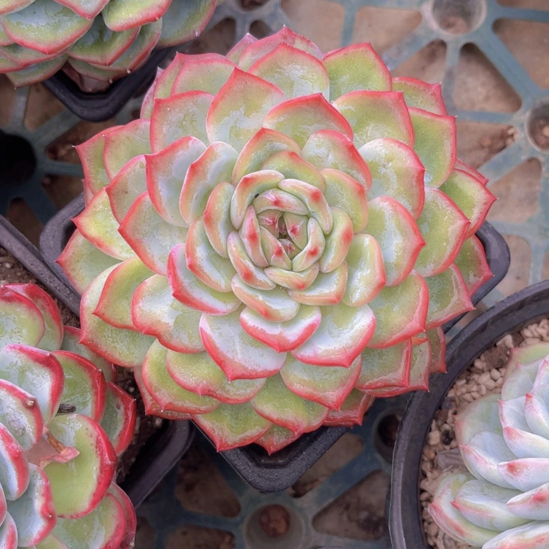 13.6公分09999的999