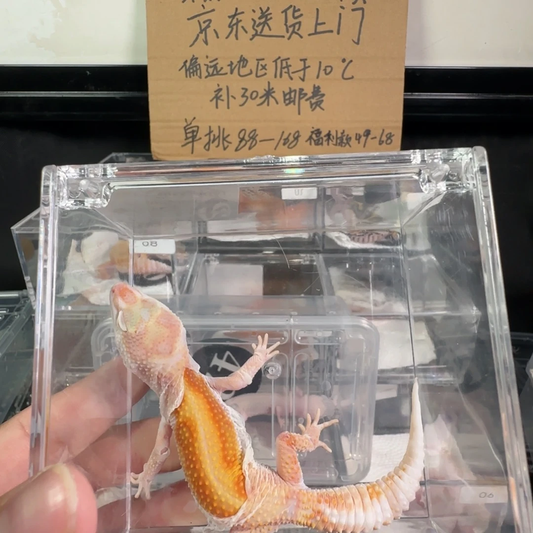 豹纹守宫白黄蜡笔暴龙妹妹