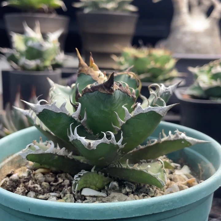 【闪购商品】红猫 露养