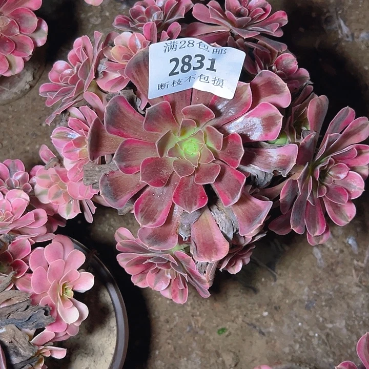 2831美杜莎多肉植物