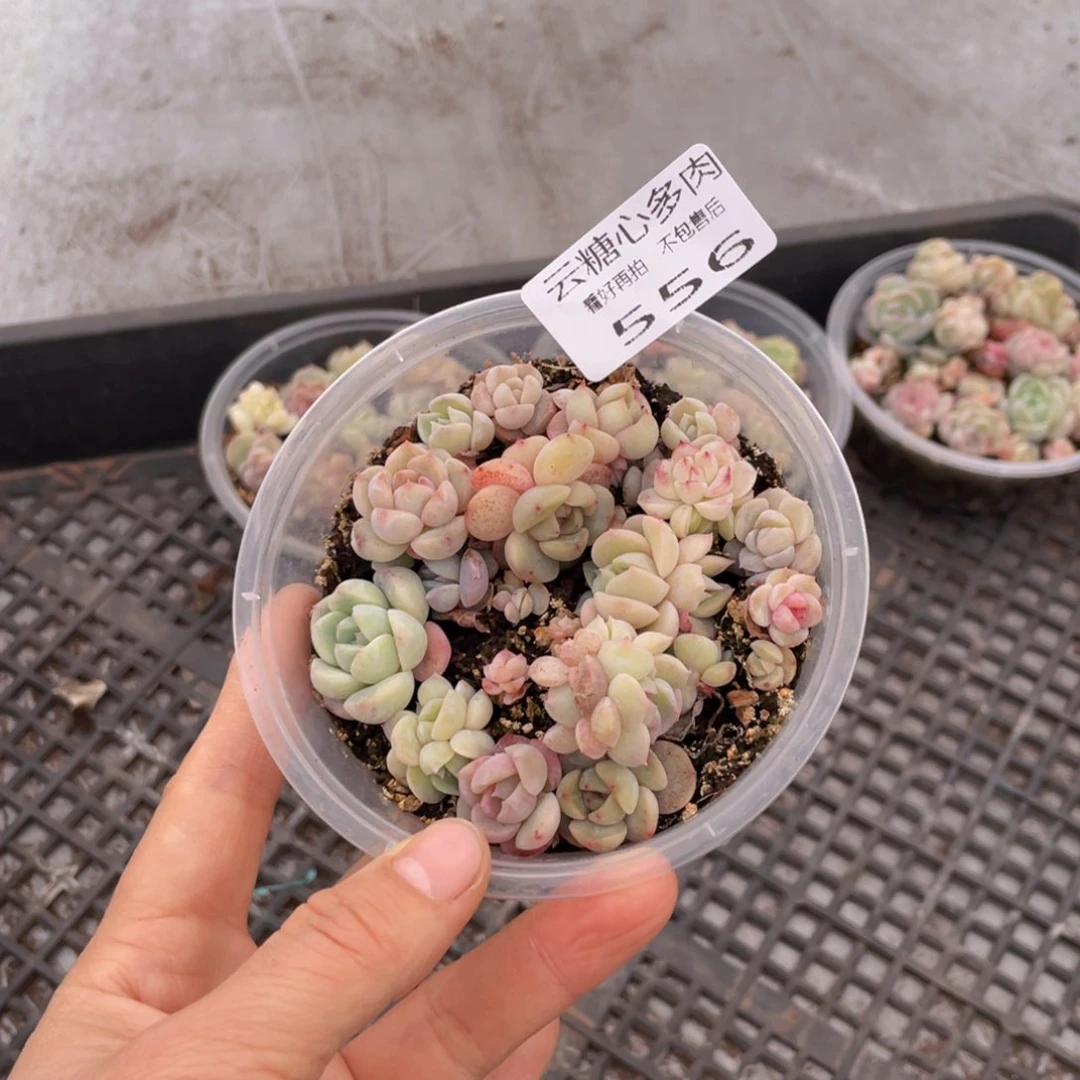 云糖心多肉植物556