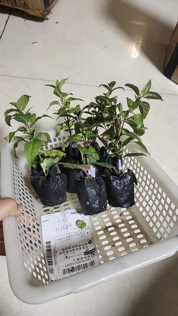 倒挂金钟重瓣不重复随机10颗福利组合苗