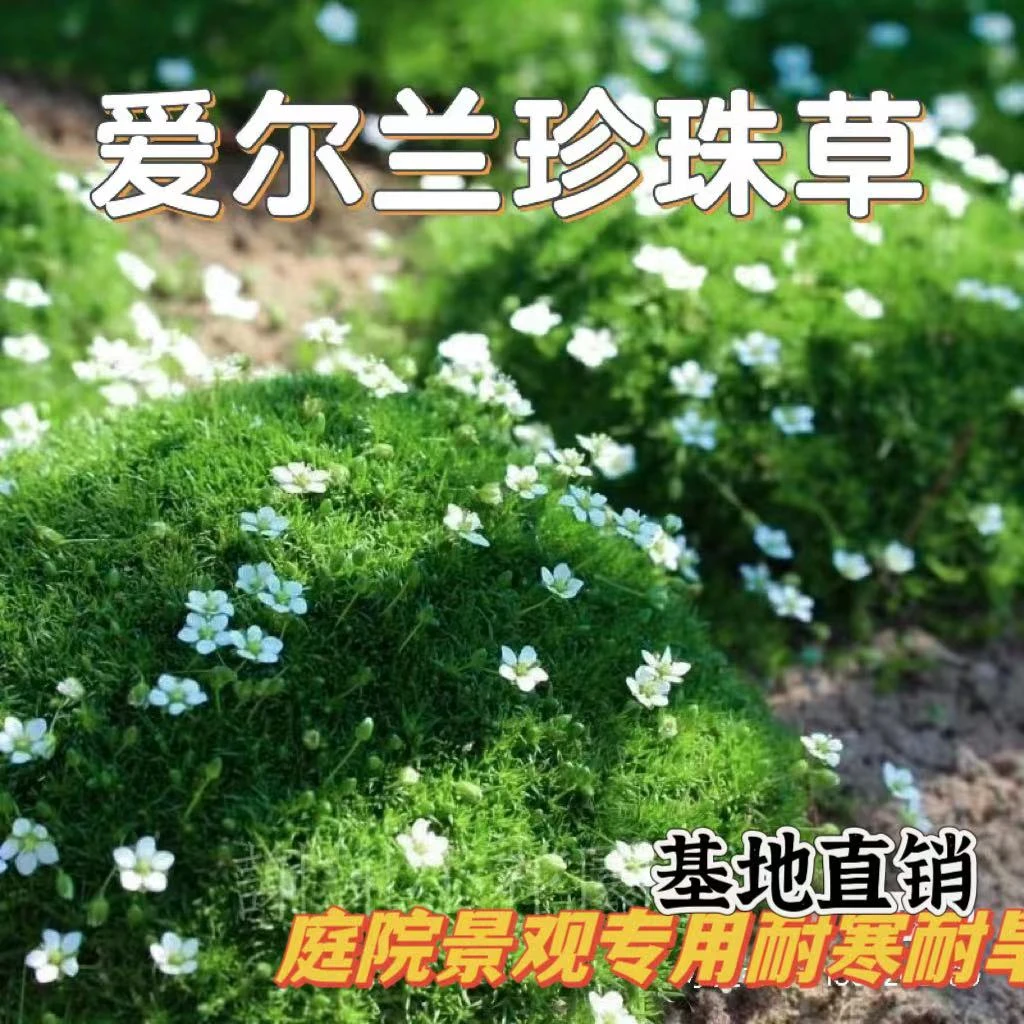 爱尔兰珍珠草四季常绿耐寒好养