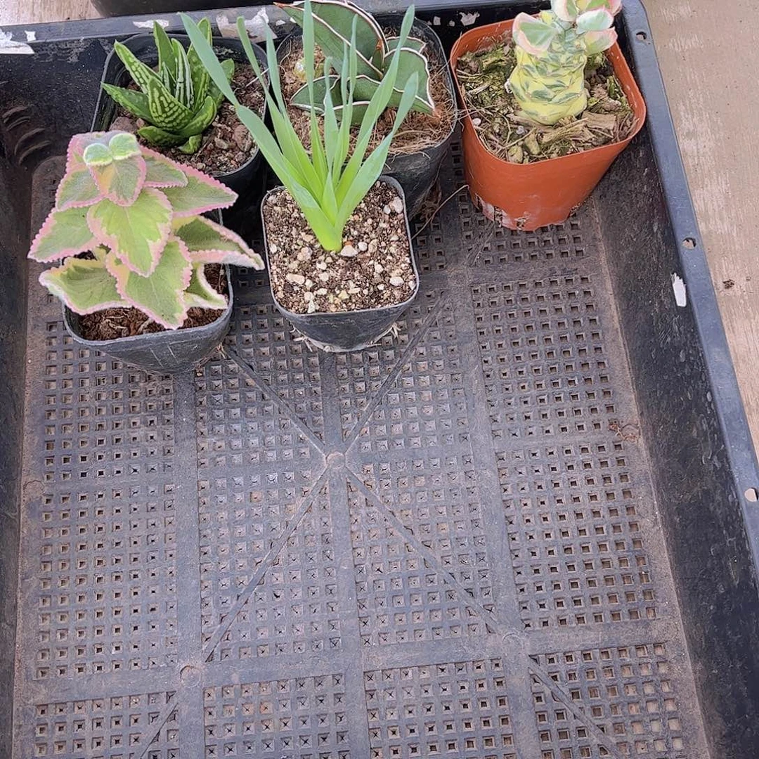多肉466多肉植物，