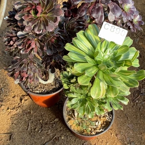 890三颗法师断枝不包