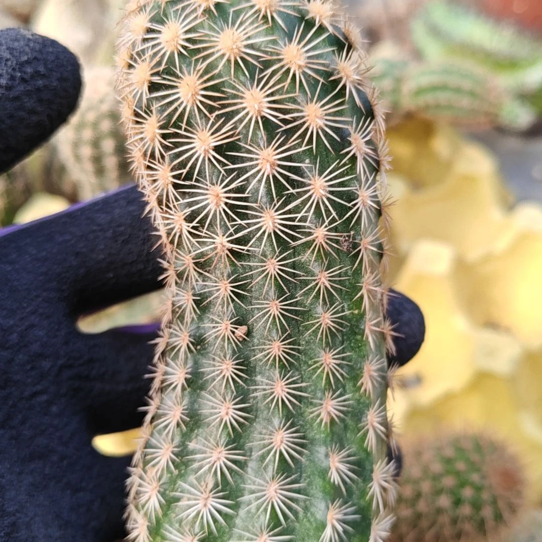 皇冠虾侧芽10厘米左右弯福