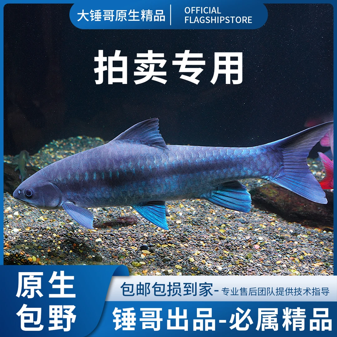 【直播间选鱼专用】吉罗挑选链接一物一价 有完整开箱视频才包售后