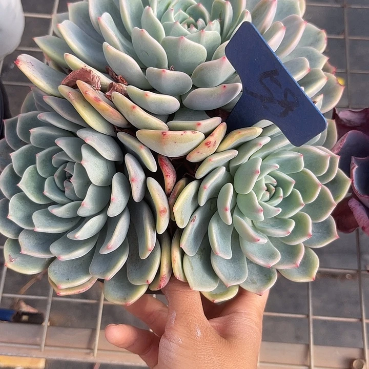 三***)两单包邮，一物一拍58