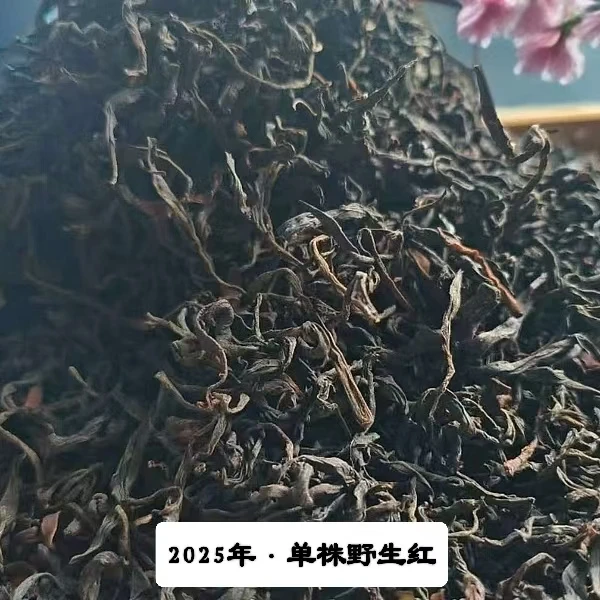 【副支书严选】，2025年纸山箐 稀缺货【单株野生红】，秘境高货。