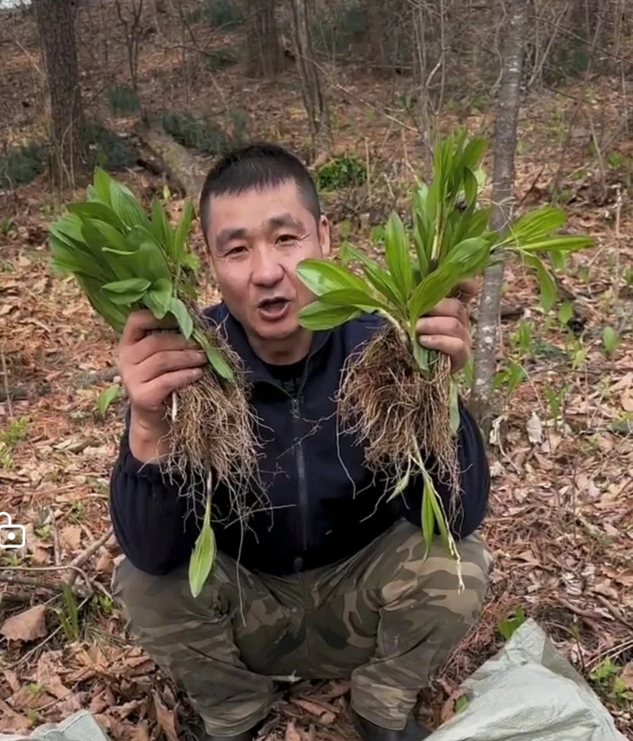 野生山葱(30棵)包邮