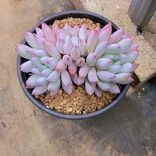 抖****6索罗门多肉植物群