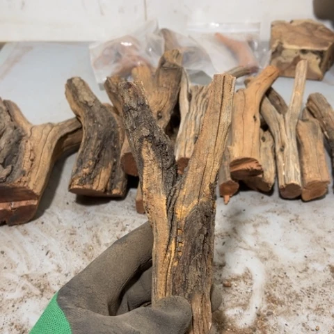 大果紫檀（缅甸花梨）秋*