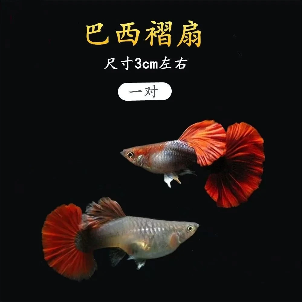 【巴西褶扇】孔雀鱼小型热带淡水观赏鱼