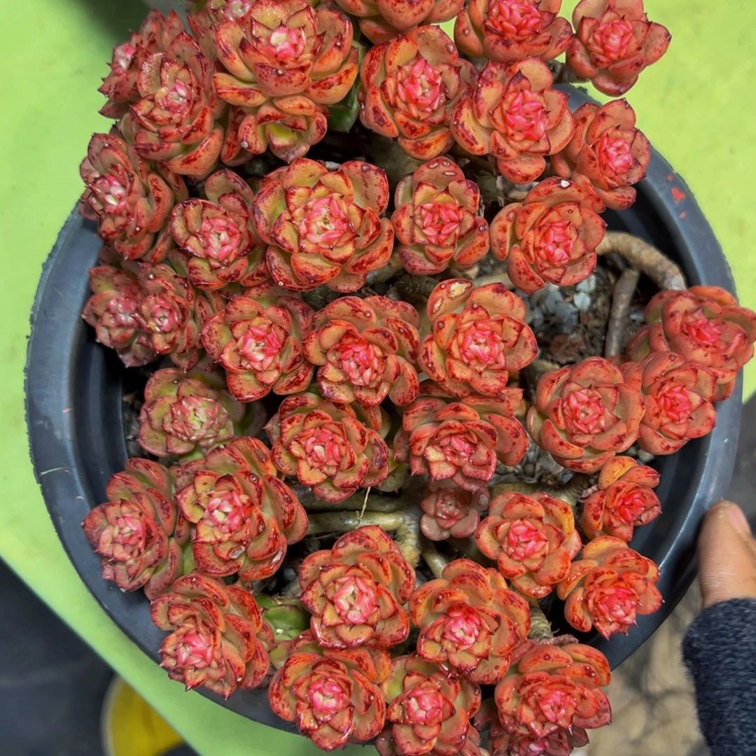 肖*歪辣牡丹一颗肉肉发货