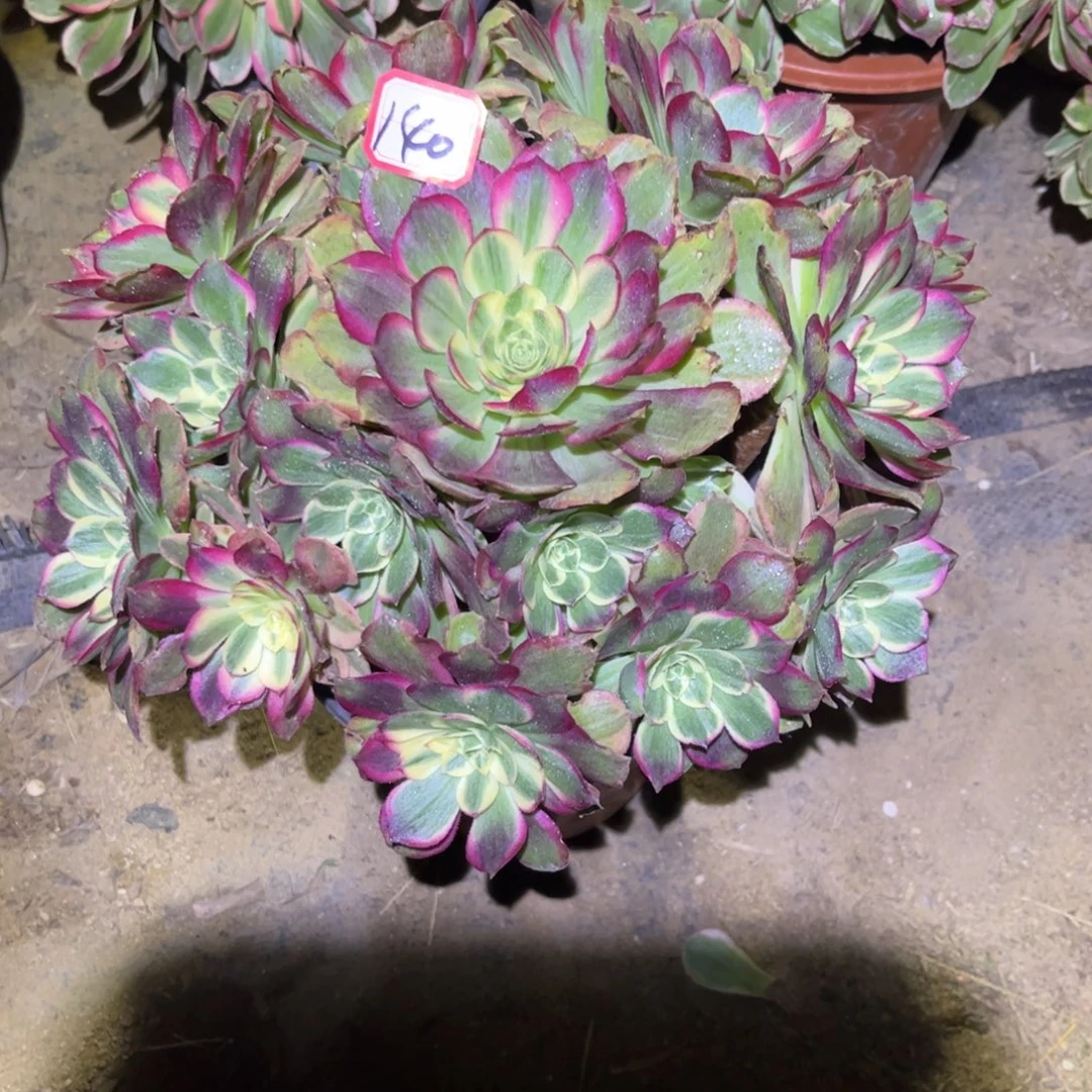 140多肉植物粉海王